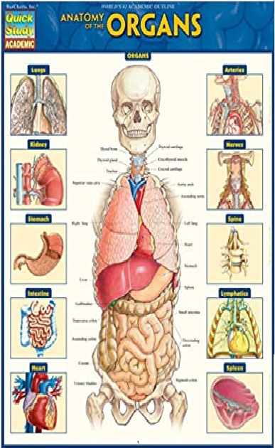 Anatomy of the Organ 1st Edition PDF
